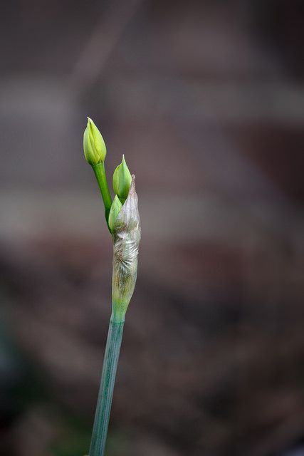 24610578371_3523c61112_z