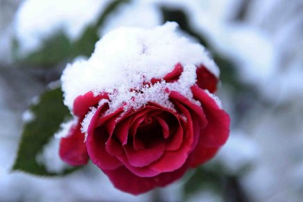 pink-rose-snow.jpg