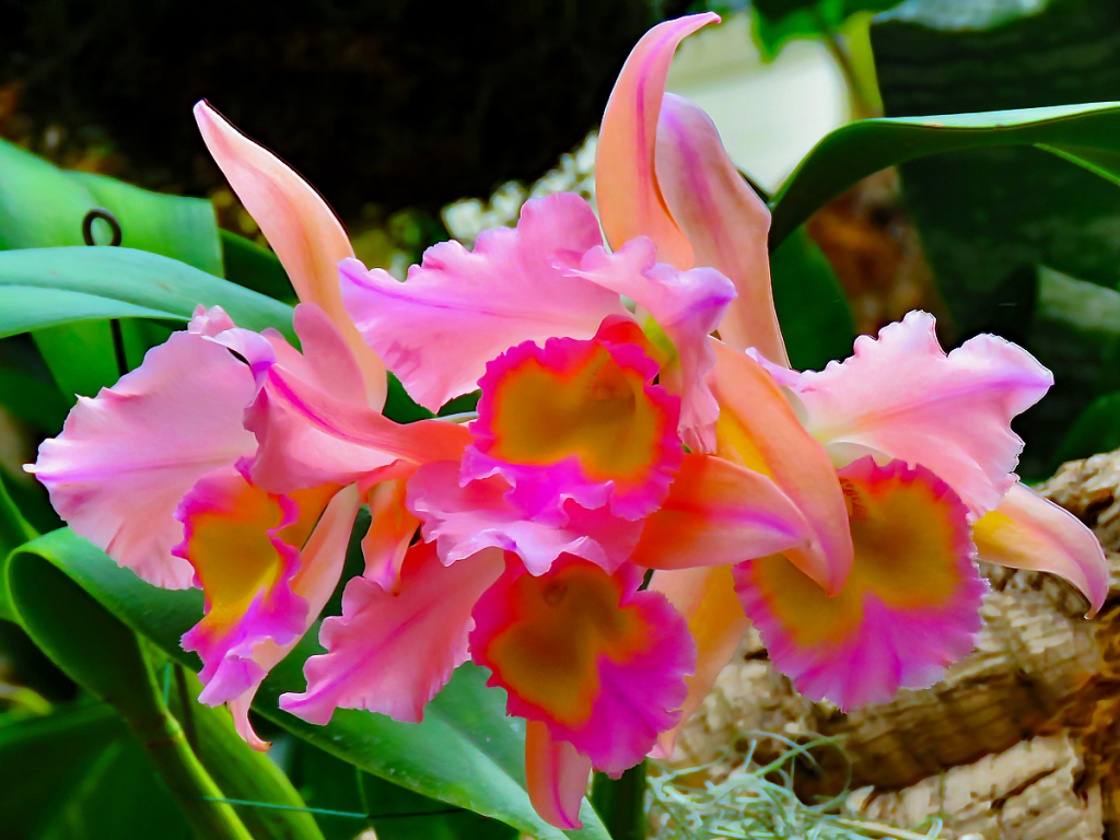 rhyncholaeliocattleya.jpg